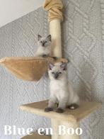 Lieve Ragdoll Katertjes, Kater, Gechipt, 0 tot 2 jaar