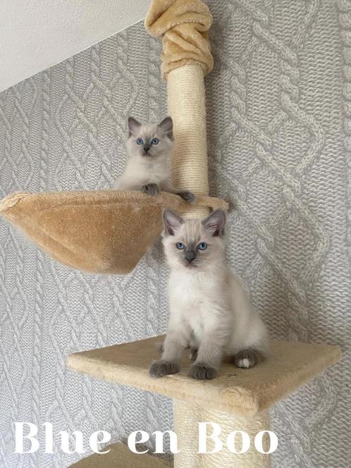 Lieve Ragdoll Katertjes, Dieren en Toebehoren, Katten en Kittens | Raskatten | Langhaar, Kater, 0 tot 2 jaar, Gechipt, Ontwormd