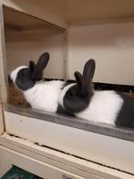 Jonge raszuivere Hollander konijntjes, Dieren en Toebehoren, 0 tot 2 jaar