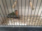 Agapornissen, Dieren en Toebehoren, Geslacht onbekend, Dwergpapegaai of Agapornis