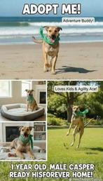 Lieve Kasper verblijft in Cyprus, Dieren en Toebehoren, 1 tot 2 jaar, Buitenland, Eén hond, Reu