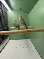 Lizard kanaries koppel, Meerdere dieren, Kleurkanarie