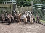 Jonge Indische Loopeenden, 100% raszuiver en 100% vrouwlijk, Dieren en Toebehoren, Pluimvee, Meerdere dieren, Eend