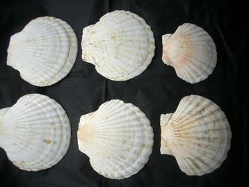 schelp oester eetbord kalk fossiel jacobschelp verzamelen beschikbaar voor biedingen