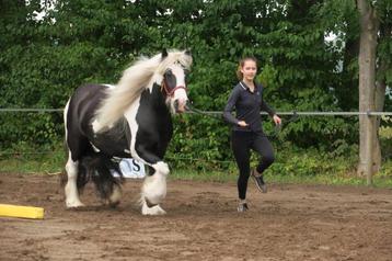 Tinker/irish cob merrie beschikbaar voor biedingen
