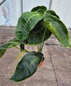 Anthurium Peltigerum p21 h90 XXL (1)