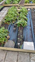 Vele soorten goed gewortelde aardbei stekken, Tuin en Terras, Planten | Tuinplanten, Ophalen, Overige soorten, Volle zon