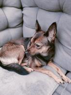 Chiwawa/ herder hondje klein, Dieren en Toebehoren, Honden | Chihuahua's en Gezelschapshonden, CDV (hondenziekte), 1 tot 2 jaar
