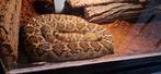 Crotalus atrox %100 het albino groot dier, Slang
