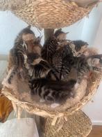 Half bengaalse kittens, Dieren en Toebehoren, Katten en Kittens | Raskatten | Korthaar, Meerdere dieren, Ontwormd