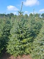 Kerstbomen Picea Omorica, Ophalen, Volle zon, Overige soorten