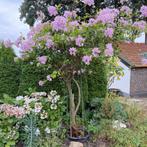 Bougainvillea, Ophalen, Zomer, Overige soorten, Volle zon