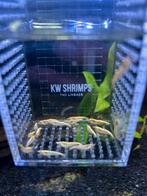 Diverse Neocaridina garnalen, Dieren en Toebehoren, Vissen | Aquaria en Toebehoren, Ophalen of Verzenden, Zo goed als nieuw, Plant(en), Steen of Hout