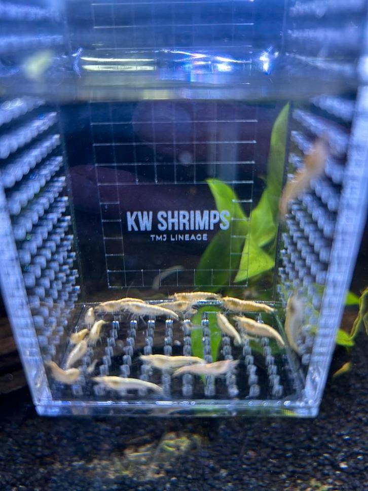 Diverse Neocaridina garnalen, Dieren en Toebehoren, Vissen | Aquaria en Toebehoren, Zo goed als nieuw, Plant(en), Steen of Hout