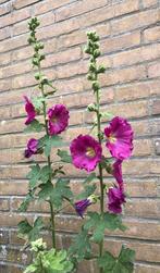 Stokroos -Alcea rosea, 1e jaars rozet, diverse kleuren, Tuin en Terras, Planten | Tuinplanten, Volle zon, Tweejarig, Zomer, Ophalen