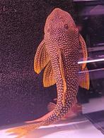 L014 Sunshine pleco +/- 28cm, Dieren en Toebehoren, Vissen | Aquariumvissen, Vis