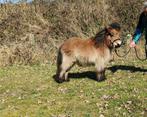 shetland pony, Dieren en Toebehoren, Pony's, Niet van toepassing, 0 tot 2 jaar, Hengst, A pony (tot 1.17m)