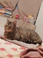 Hi, ik ben Chirco! Ik ben 9 maanden oud en een jongentje., Poes