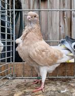 Italiaanse meeuw geel zilver kras, Vrouwelijk, Overige soorten