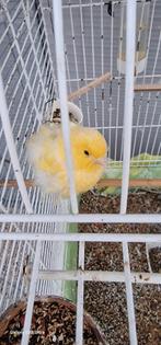 Kanari man, Dieren en Toebehoren, Vogels | Kanaries, Mannelijk