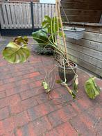 Monstera, Ophalen, Overige soorten, In pot, Minder dan 100 cm