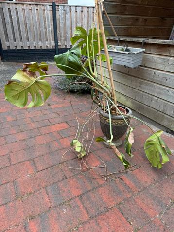 Monstera beschikbaar voor biedingen