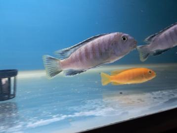 cichliden saulosi beschikbaar voor biedingen