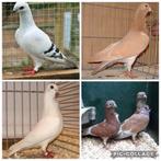 Gezocht: jonge figurita duifjes, Dieren en Toebehoren, Vogels | Duiven, Meerdere dieren, Overige soorten