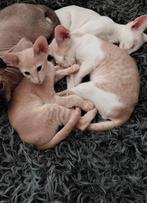 2 Oosterse korthaar kittens met stamboom - mogen nu weg, Dieren en Toebehoren, Meerdere dieren, Gechipt