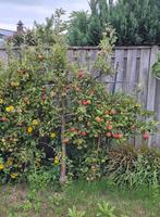 Mooie appelboom te koop, geeft veel appels!, Ophalen, Volle zon, Overige soorten, 100 tot 250 cm