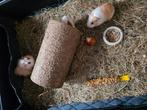 2 jonge mannetjes cavia s, Augustus, Mannelijk, Cavia