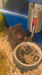 Hamster met kooi, Dieren en Toebehoren, Februari, Mannelijk, Hamster