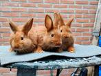 Thrianta konijntjes te koop, Dieren en Toebehoren, Konijnen, Meerdere dieren, Dwerg
