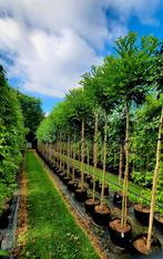 Robinia pseudoacacia 'Umbraculifera' (bolacacia)🌳, Tuin en Terras, Planten | Bomen, Ophalen, Volle zon, Overige soorten