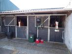 binnenkort box beschikbaar, Dieren en Toebehoren, Stalling en Weidegang, Weidegang, 2 of 3 paarden of pony's