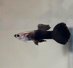 Black Tuxedo guppy’s koppel, Vis