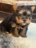 Yorkshire puppy's, Dieren en Toebehoren, Honden | Jack Russells en Terriërs, Yorkshire Terriër, België, CDV (hondenziekte), 8 tot 15 weken