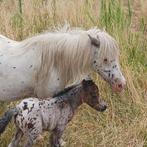 Mooie appaloosa hengst, Hengst, A pony (tot 1.17m), Gechipt, 0 tot 2 jaar