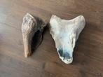2 fossielen mammoet botten, Ophalen of Verzenden, Fossiel