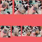 Bullmastiff pups, Overige rassen, 8 tot 15 weken, Meerdere, Meerdere dieren