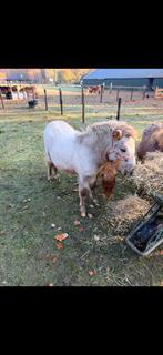 Mooie wefspot veulen, Dieren en Toebehoren, Pony's, Merrie, Niet van toepassing, Gechipt, A pony (tot 1.17m)