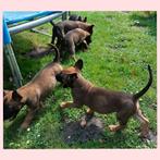 Prachtige Mechelse Herder pups, CDV (hondenziekte), Meerdere, 8 tot 15 weken, Meerdere dieren