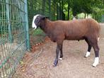 zwartbles dekram stamb NZS zwoegervrij ARR/ARR, Dieren en Toebehoren, Mannelijk, Schaap, 0 tot 2 jaar