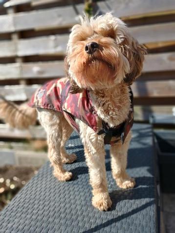 Hondenjasje voor de hondsdagen  waar zelf je hond geen hond  beschikbaar voor biedingen