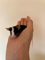Gecastreerde man muis ter adoptie, Maart, Muis, Mannelijk, Tam