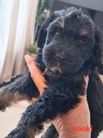 Bernedoodles multigen pups per 31 Augustus, Dieren en Toebehoren, Honden | Niet-rashonden, CDV (hondenziekte), 8 tot 15 weken