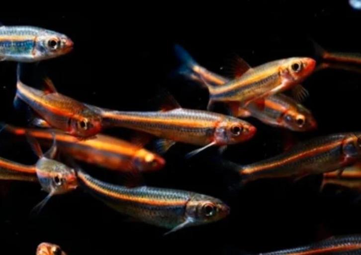 Notropis chrosomus–Rainbowshiner, Dieren en Toebehoren, Vissen | Aquariumvissen, Zoetwatervis, Vis