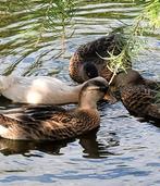 Te koop kwakers, Dieren en Toebehoren, Pluimvee, Meerdere dieren, Eend