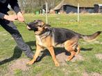 Duitse herder teefje 12 maanden, Dieren en Toebehoren, Honden | Herdershonden en Veedrijvers, België, Particulier, Rabiës (hondsdolheid)