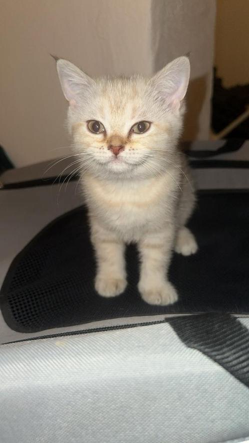 Drie lieve korthaar kattinnetjes in British Shorthair-look, Dieren en Toebehoren, Katten en Kittens | Dekkaters